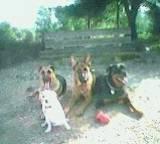 MES CHIEN